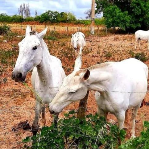 Quinta Marinhais Para Ferias No Ribatejo Exteriér fotografie