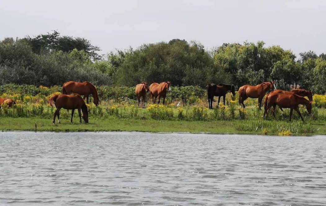 Quinta Marinhais Para Ferias No Ribatejo Exteriér fotografie
