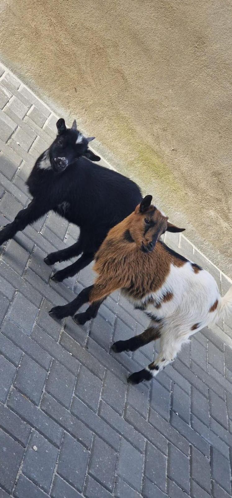 Quinta Marinhais Para Ferias No Ribatejo Exteriér fotografie